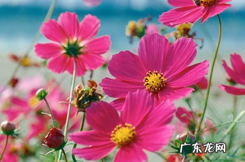 波斯菊多长时间开花 养多久开花一次