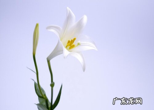 表示友谊长存的花 花语是友谊长存的花