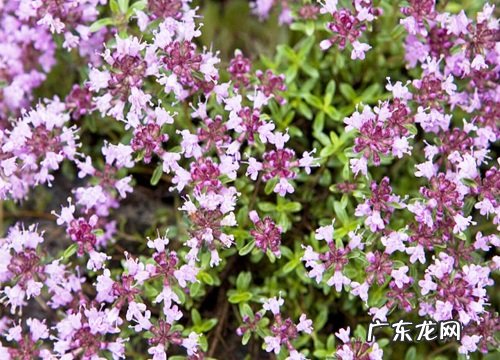 表示忧郁的花 花语是忧郁的花