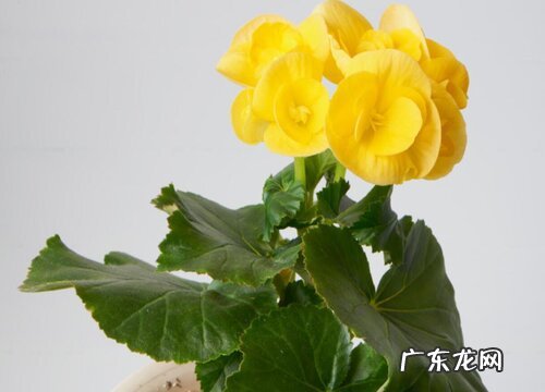 表示忧郁的花 花语是忧郁的花