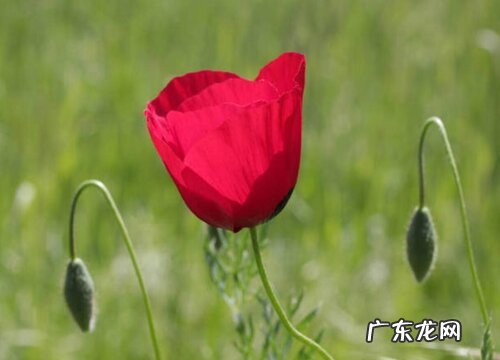 表示忧郁的花 花语是忧郁的花