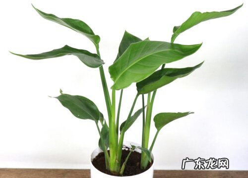 表示幸福的花 花语是幸福的花