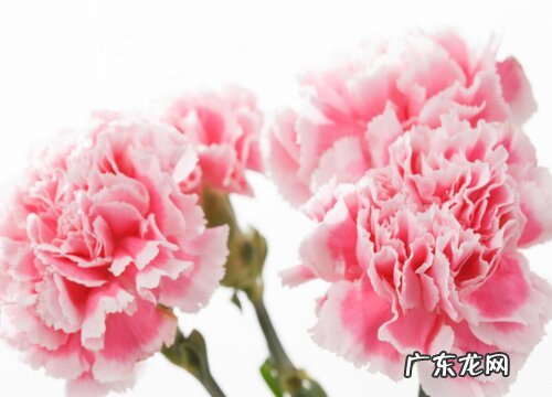 表示尊敬崇高的花 花语是尊敬崇高的花