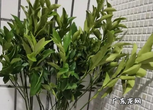 橘子树苗怕热吗