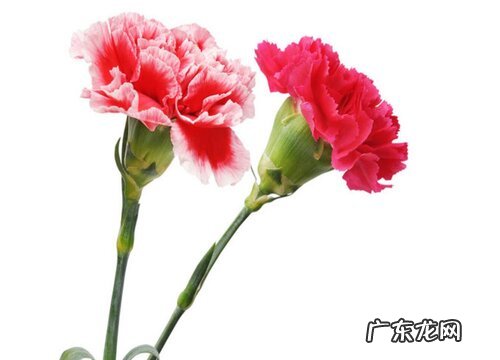 表示母爱的花 花语是母爱的花