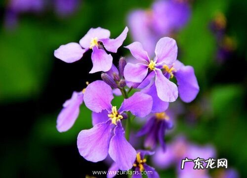 表示无私奉献的花 花语是无私奉献的花