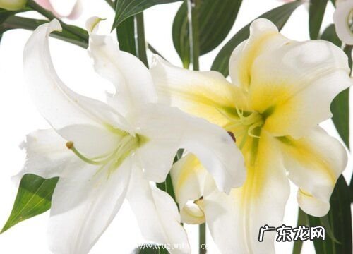 老师过生日送什么花好