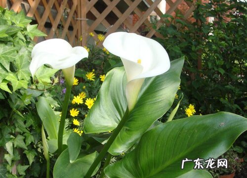 同事过生日送什么花好