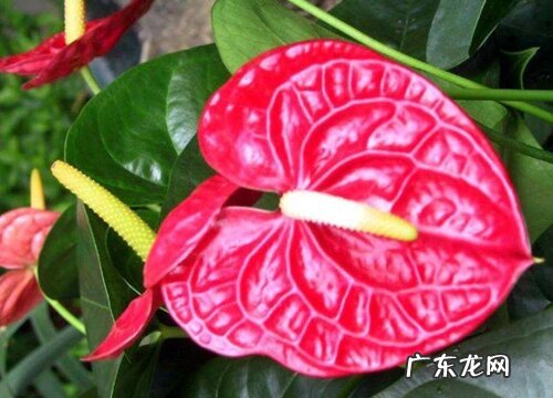 同事过生日送什么花好