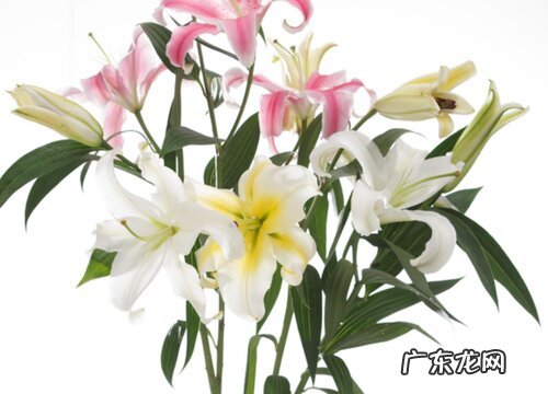 同事过生日送什么花好