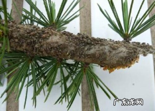松树病虫害防治技术与方法措施