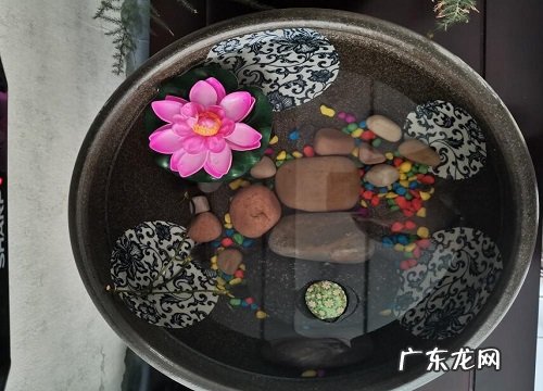大缸花盆适合养什么花