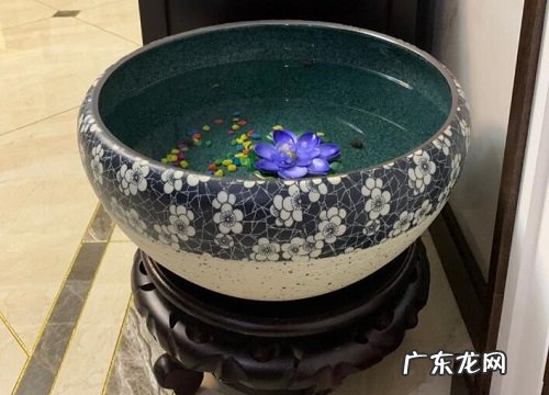 大缸花盆适合养什么花