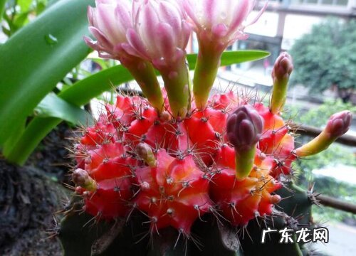 仙人掌会结果实吗