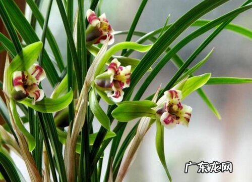 奶奶生日送什么花好 送多少朵