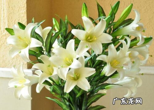 奶奶生日送什么花好 送多少朵