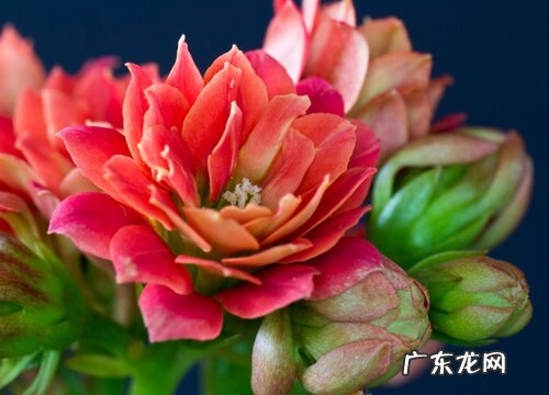 奶奶生日送什么花好 送多少朵