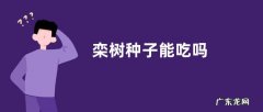 栾树种子能吃吗