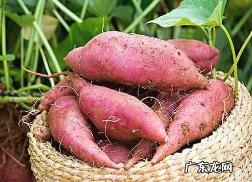 地瓜是种子植物吗