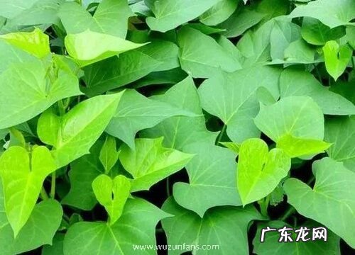 地瓜是种子植物吗