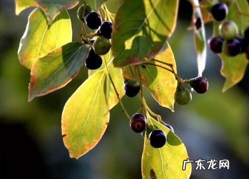 樟树会结果实吗