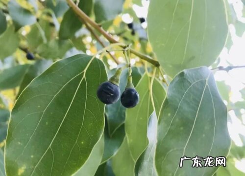 樟树会结果实吗