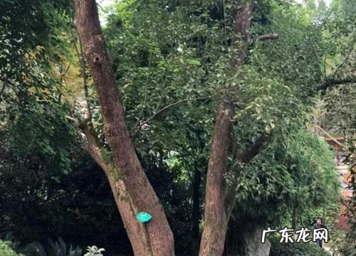 樟树会结果实吗