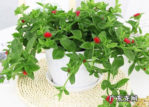 不想让吊兰抽条怎么打理 牡丹吊兰大量抽条后如何管理