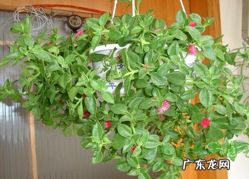 不想让吊兰抽条怎么打理 牡丹吊兰大量抽条后如何管理