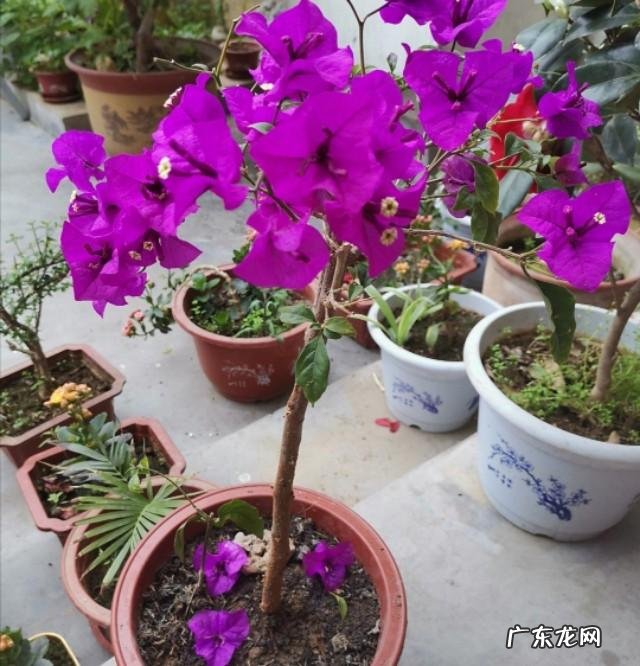 开败后怎样使它再次快速地开花 三角梅怎样复花快