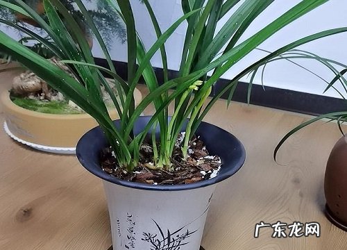 兰花怎么养护发出壮芽长得快 如何栽兰花才能容易发芽