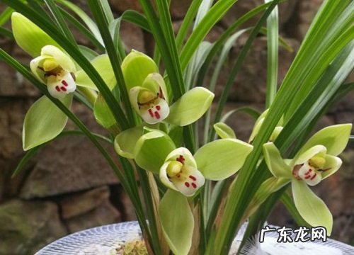 兰花怎么养护发出壮芽长得快 如何栽兰花才能容易发芽