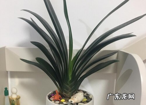 君子兰催根方法与绝招 怎么让君子兰生根快