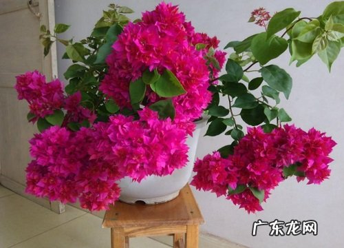 夏天三角梅停止生长是怎么回事 夏季三角梅怎么停止生长