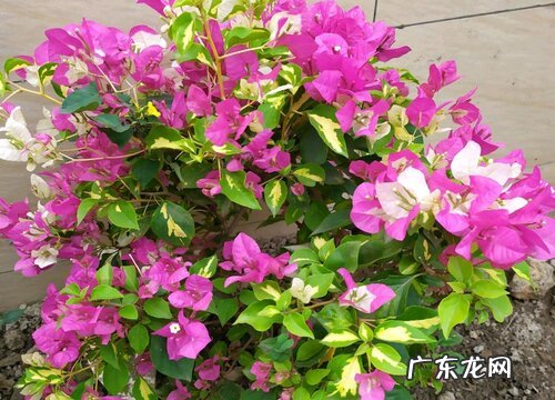 夏天三角梅停止生长是怎么回事 夏季三角梅怎么停止生长