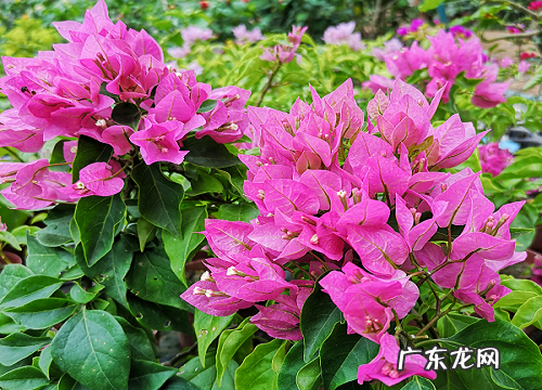 夏天三角梅停止生长是怎么回事 夏季三角梅怎么停止生长