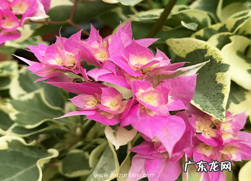 三角梅开过花后怎么修剪养护 三角梅花谢以后怎样管理