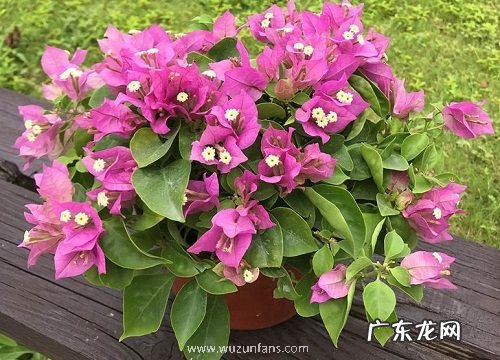 三角梅开过花后怎么修剪养护 三角梅花谢以后怎样管理