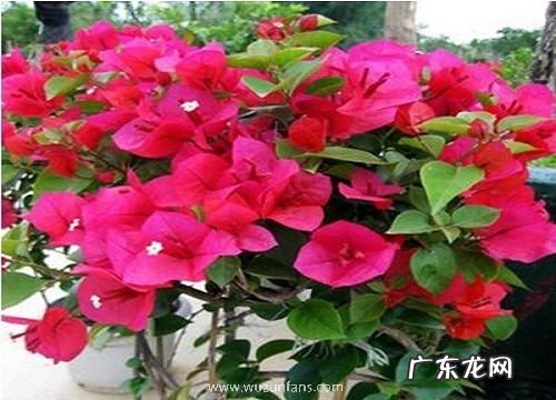 三角梅开过花后怎么修剪养护 三角梅花谢以后怎样管理