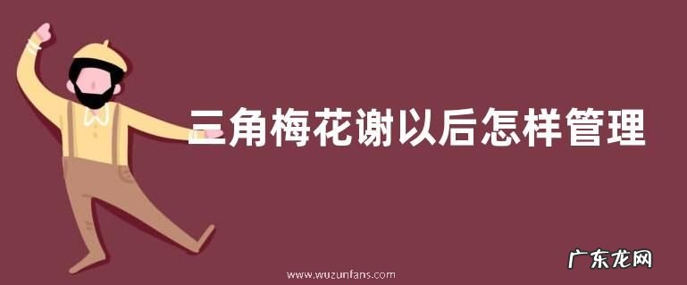 三角梅开过花后怎么修剪养护 三角梅花谢以后怎样管理