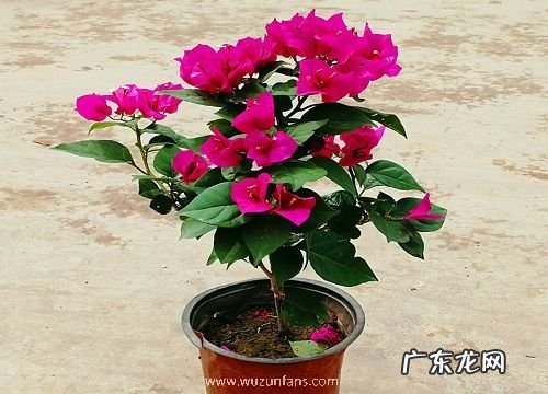 三角梅开过花后怎么修剪养护 三角梅花谢以后怎样管理