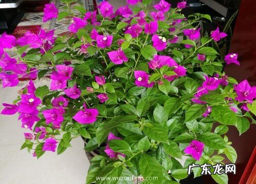 三角梅开过花后怎么修剪养护 三角梅花谢以后怎样管理