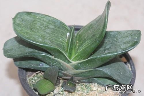 多肉成功授粉打种的教程 卧牛多肉植物怎么人工授粉