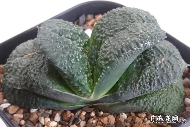 多肉成功授粉打种的教程 卧牛多肉植物怎么人工授粉