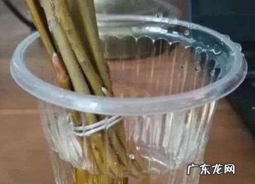冰糖水怎样制作生根剂 冰糖能做生根水吗