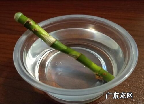 冰糖水怎样制作生根剂 冰糖能做生根水吗