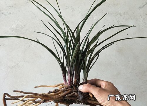 一般兰花几月份分盆成活最佳 兰花什么时候分盆合适