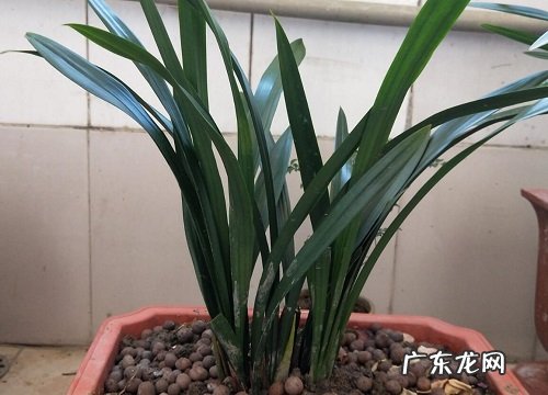 一般兰花几月份分盆成活最佳 兰花什么时候分盆合适