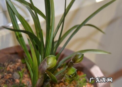 一般兰花几月份分盆成活最佳 兰花什么时候分盆合适