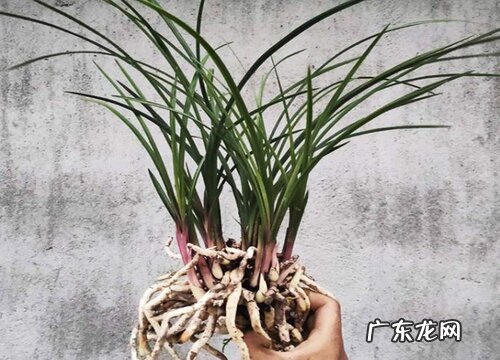 一般兰花几月份分盆成活最佳 兰花什么时候分盆合适